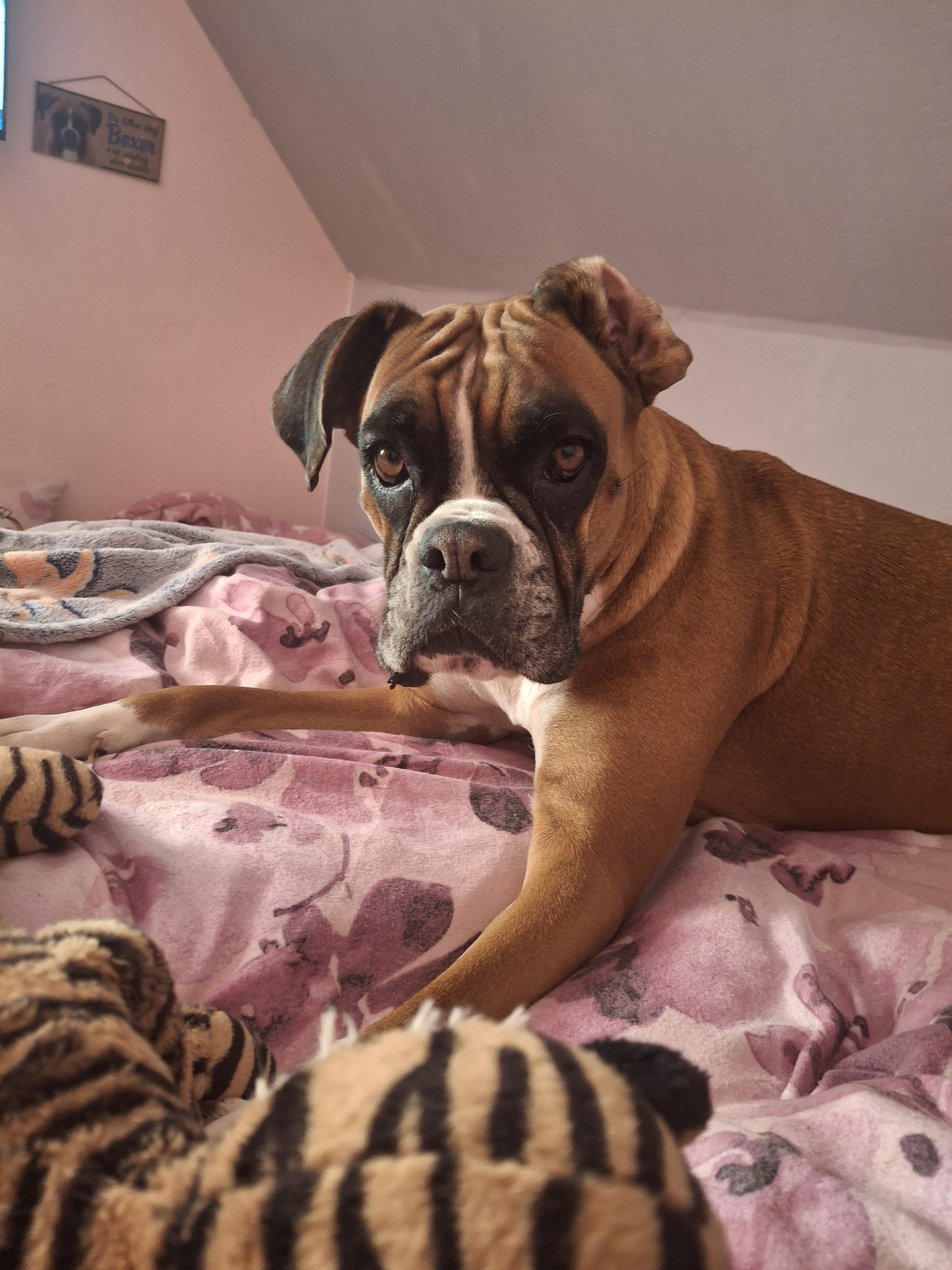 Läufigkeits-Alarm! Wie ich Boxerhündin Malia ganzheitlich durch die Hitze begleite 🌸🐾